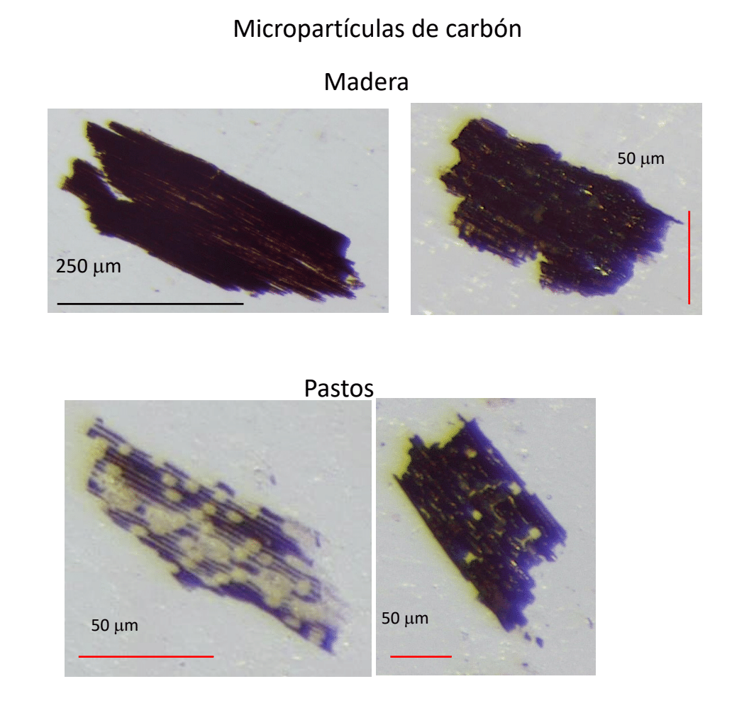 microparticulas de carbon